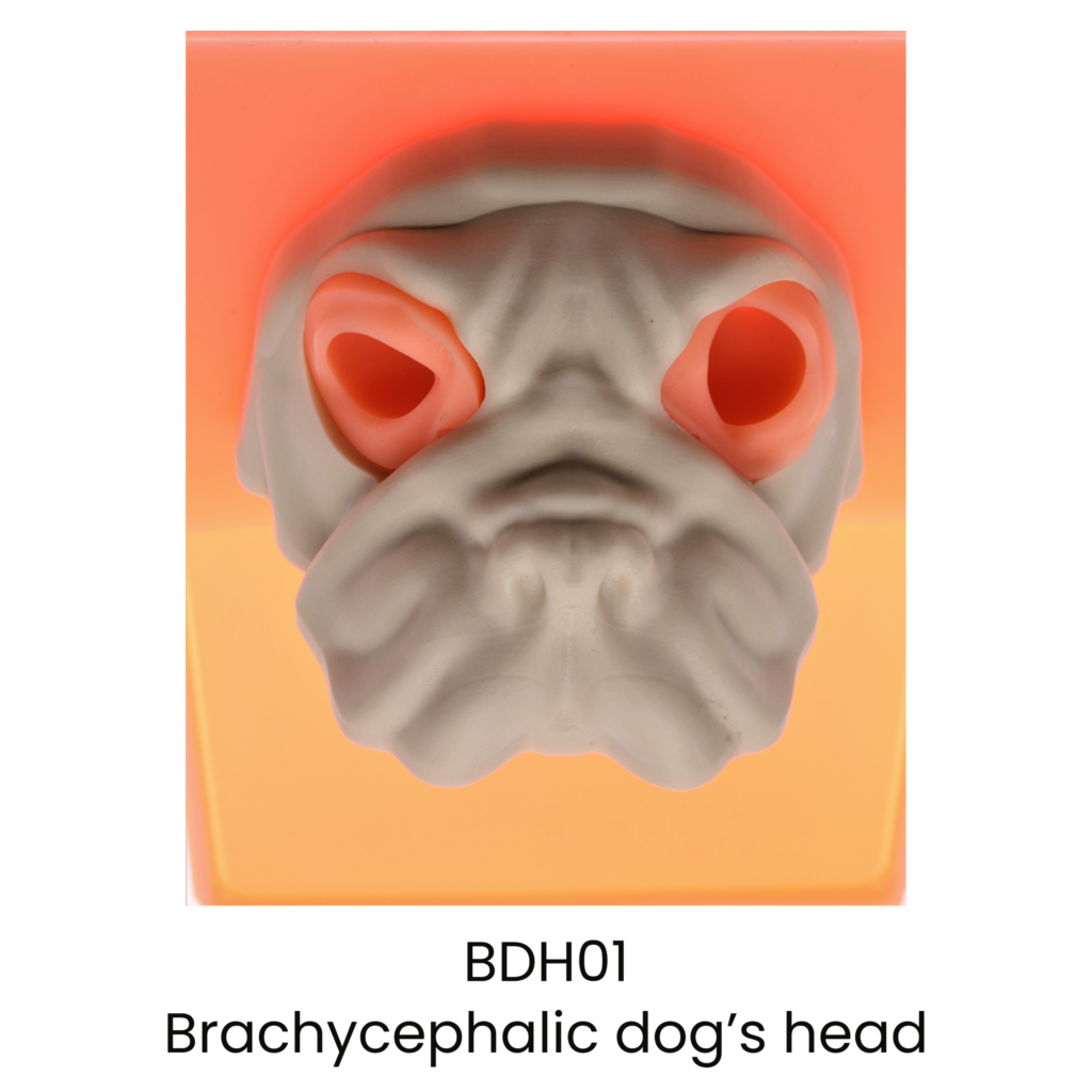 Brachycephalic dog's head anvision